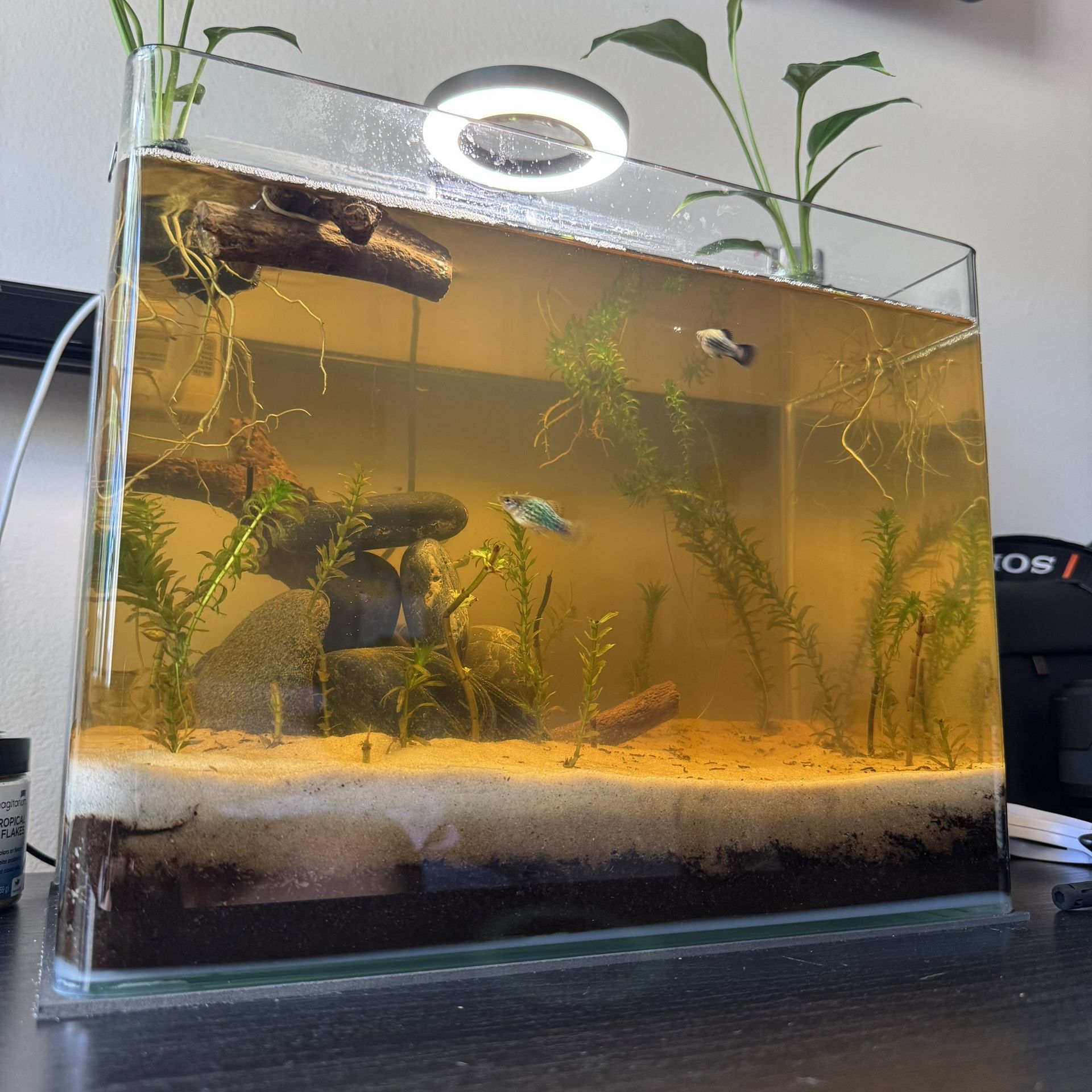 Aquarium Fish Tank 5 Gallon Curved Glass Ready For Display