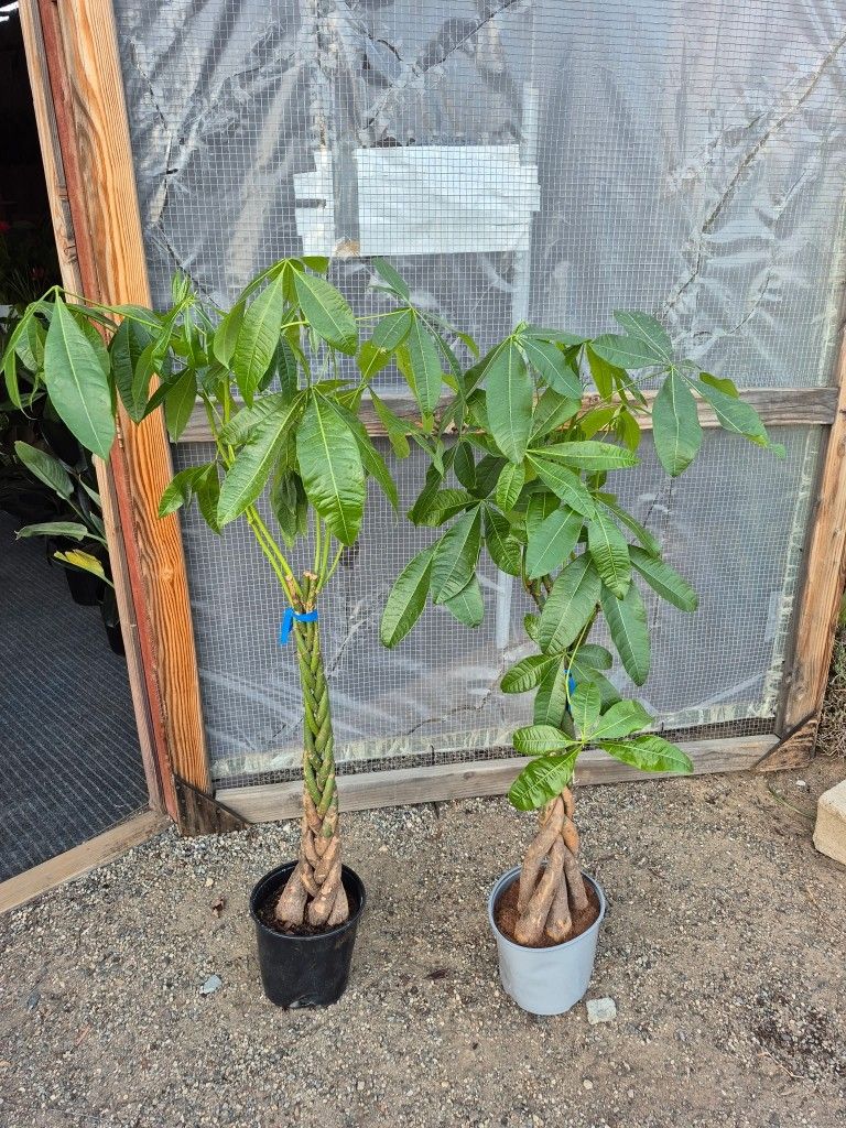 Money Tree Plant 10" Pot $15 Each