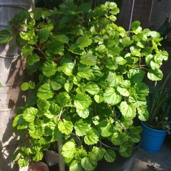 Long Plant