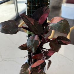 Philodendron Pink Princess 