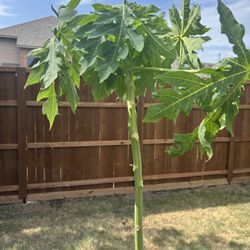 Papaya Tree - Will Produce Papaya Fruit 