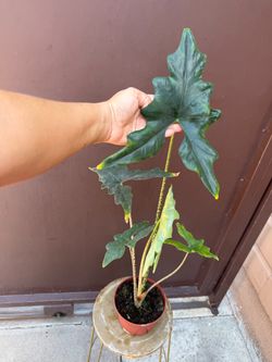 6” alocasia batwing