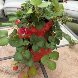Beautiful Large Strawberry Pot. Very Prolific