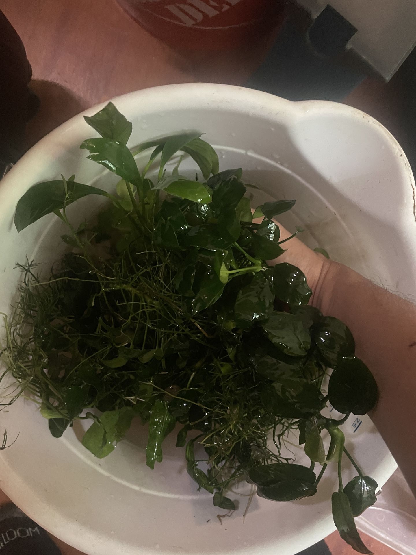 Anubias Aquarium Plant