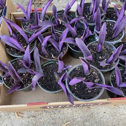 Purple Heart Plant $3