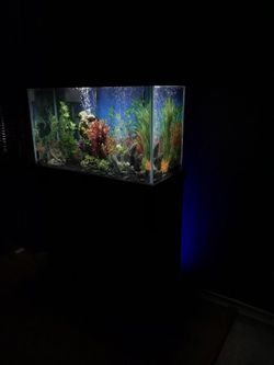Maintenance services for fish aquarium