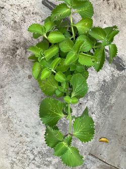 Ajwain big plant
