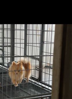 Kennel cages