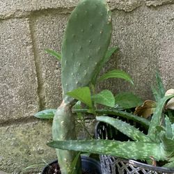 Cactus Plant 