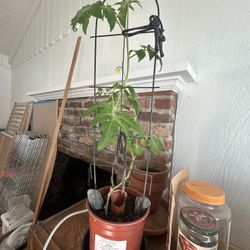 Tomato Plant 