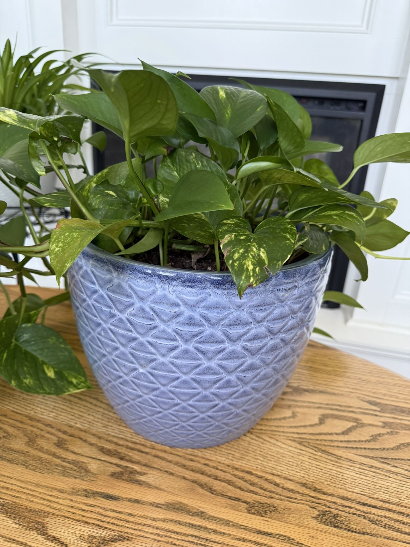 pothos in large ceramic pot