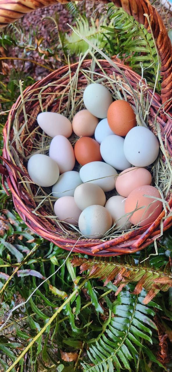 Fertile Eggs