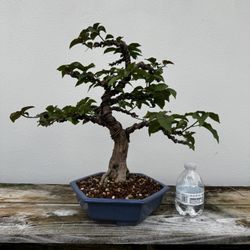 Bonsai Bougainvillea