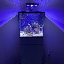 Salt Water Fish Tank Aquarium