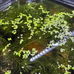 Aquatic plants