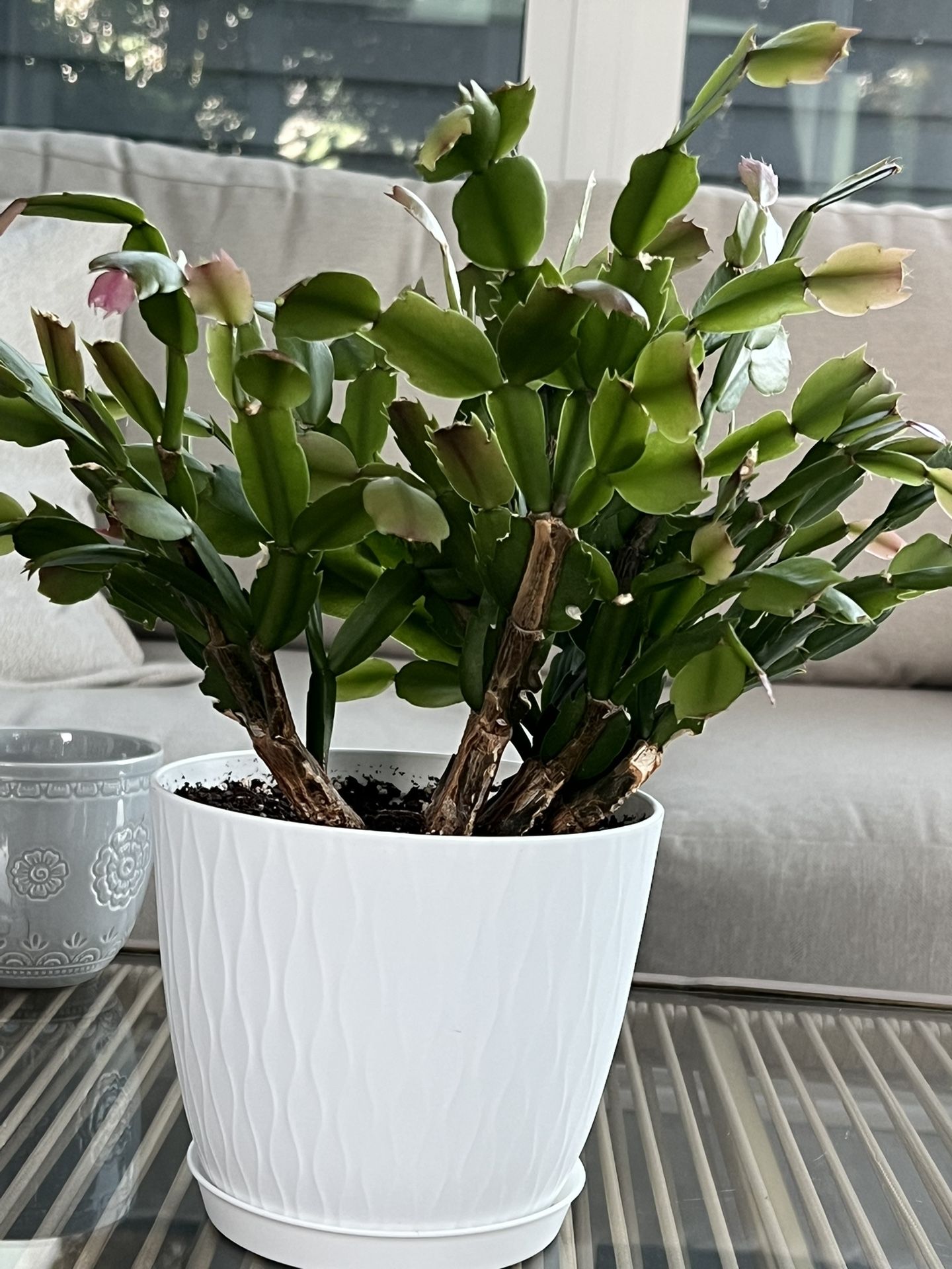 Christmas Cactus/ Easter Cactus