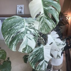 4 Monstera Plants 