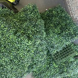 Green Decor Shrubs 