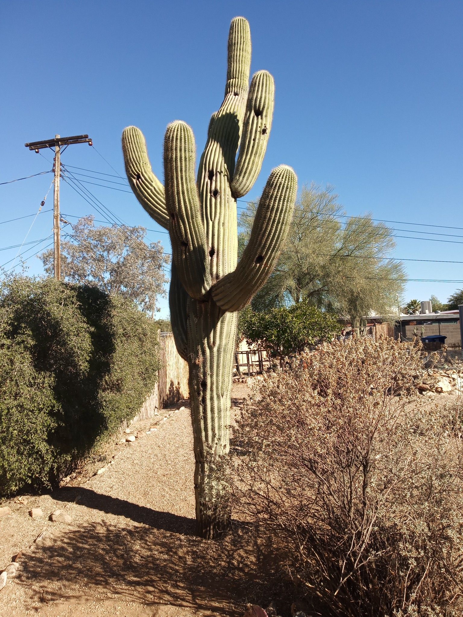 Saguaro cactus for Sale in Tucson, AZ OfferUp