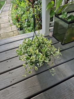 Pearls of Jade Potho's plant