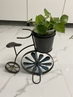 Pothos Plant & Planter