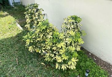 Free dwarf umbrella tree