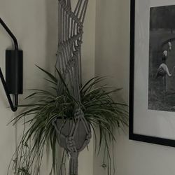 Macrame Potted Plant Holder (pot and plant not included)