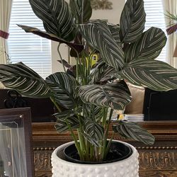 Calathea Ornata Plant Indoor Pot Included