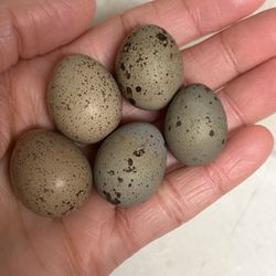 Fertile King (Button) Quail Eggs