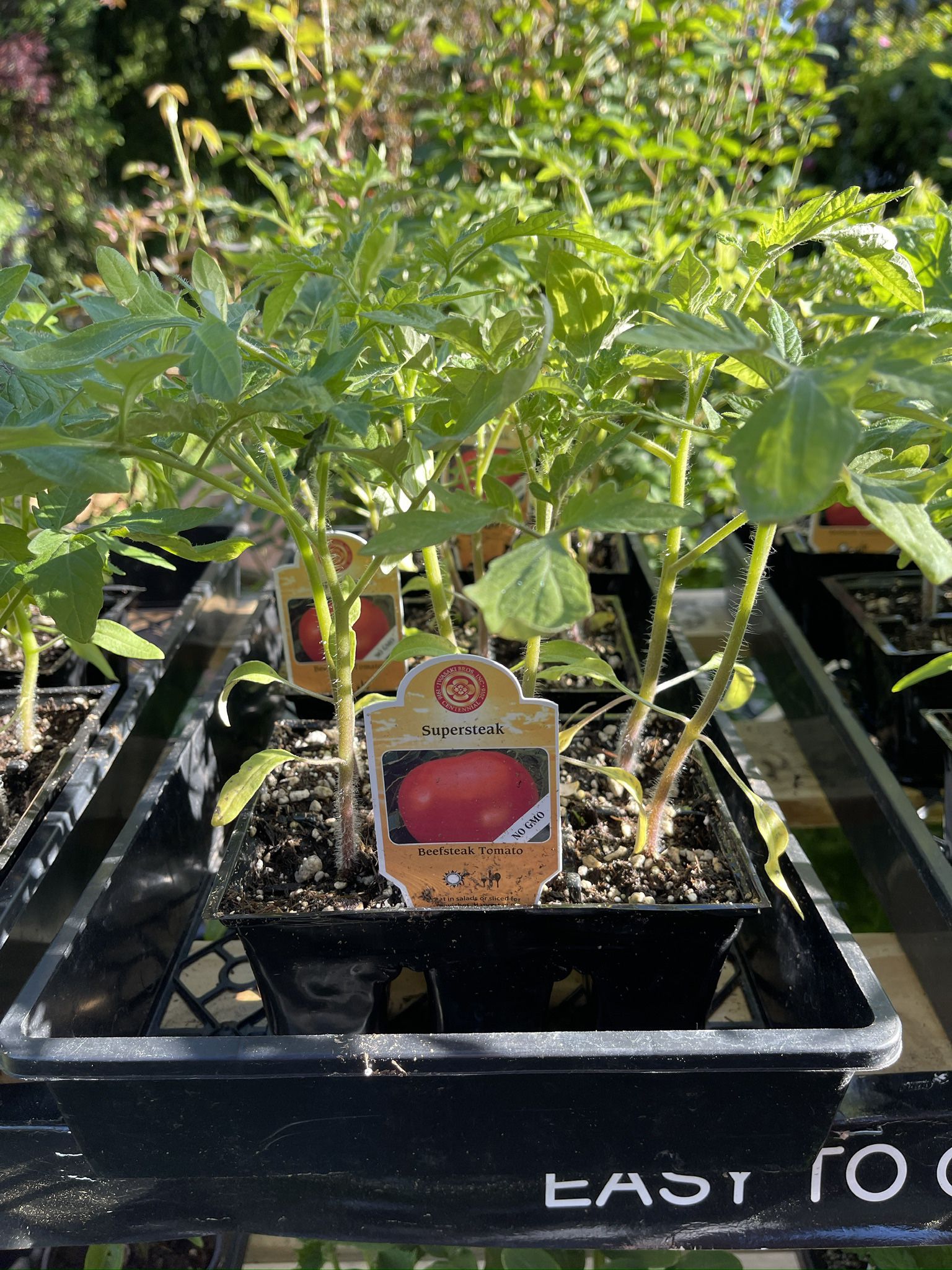 Tomatoes Seedlings, Pack Of 6 Plants