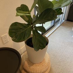 Real Fiddle Leaf Plant 20” Height + Mister