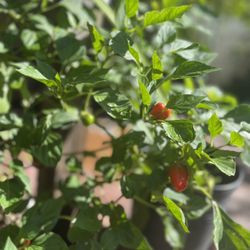 Plants For Sale (colored Paper And Green Paper )organic 