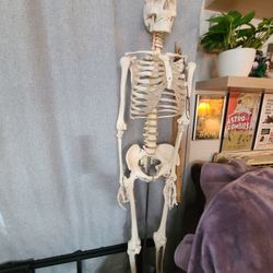 Skeleton Dude Anatomically Correct Teaching Model 