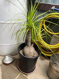 Pony tail palm with 1 branch