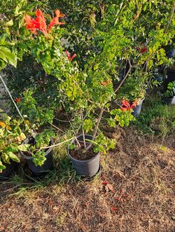 Cape honeysuckle plant