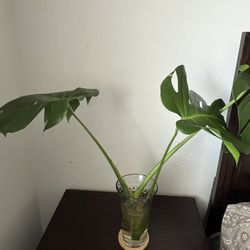 Monstera Plant Cutting $25 Or Trading with Other Plant