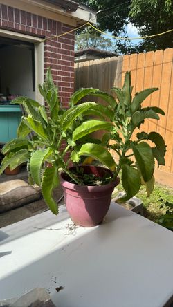 Mother Of Thousands Plant