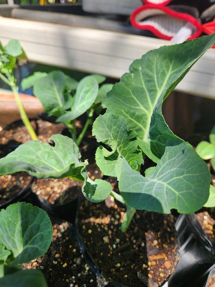 tree collards (green) for Sale in Phillips Ranch, CA OfferUp