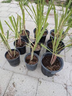 Lemon Grass