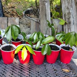 Ackee Trees For Sale 