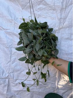 6” Scindapsus silver Anne