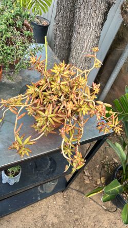 Succulent- shooting Star