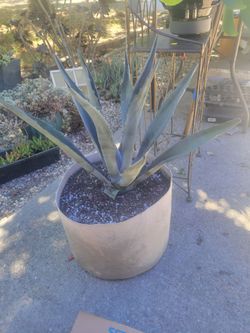 Large Agave