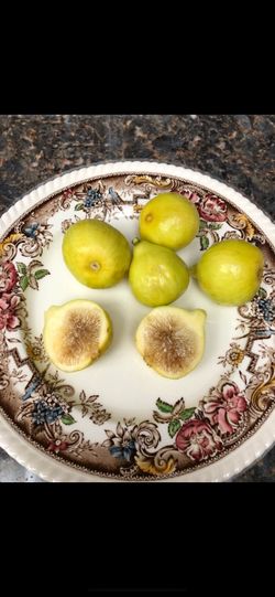 Fig tree
