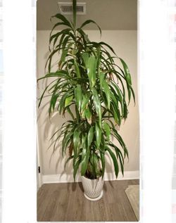 dracaena indoor Plant