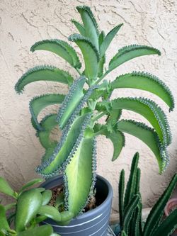Kalanchoe Mother of Thousands Succulent Plant