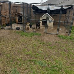 Retriever Dog Kennels 