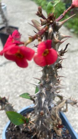 Corona de Cristo Flor roja