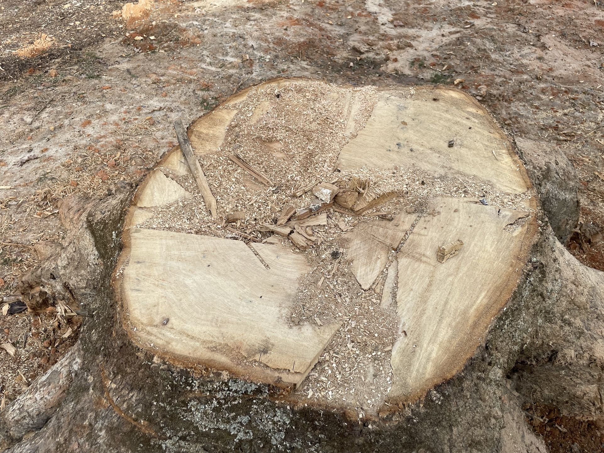 Oak Slab Stump 