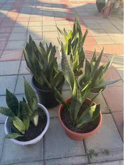 Lengua de suegra aka snake plant